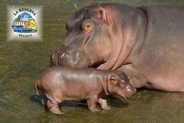 Piccolo ippopotamo con la madre 